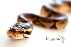 Image Credit: Lucy Glover Photography (http://lucyglover.com/)