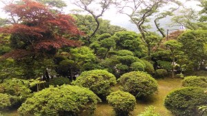 japan-trees